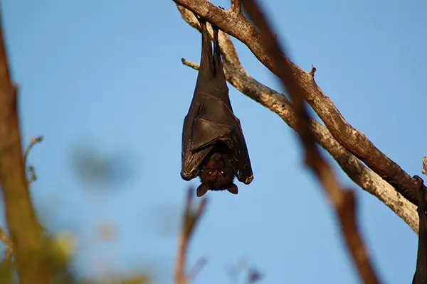 A large, dark fruit bat hangs upside down from a bare tree branch, its leathery wings wrapped tightly around its body. The bat looks directly forward against a clear, bright blue sky background.
