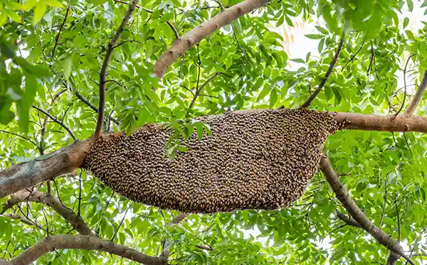 A massive honeybee swarm clustered thickly around a thick tree branch, forming a large, oval-shaped mass. The branch is surrounded by lush green foliage under a bright sky.