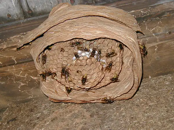 A paper hornet nest built against a dark wooden structure, viewed from a cutaway angle that reveals its internal structure. Multiple hornets are crawling over the layered, circular honeycomb cells, some of which contain white larvae.