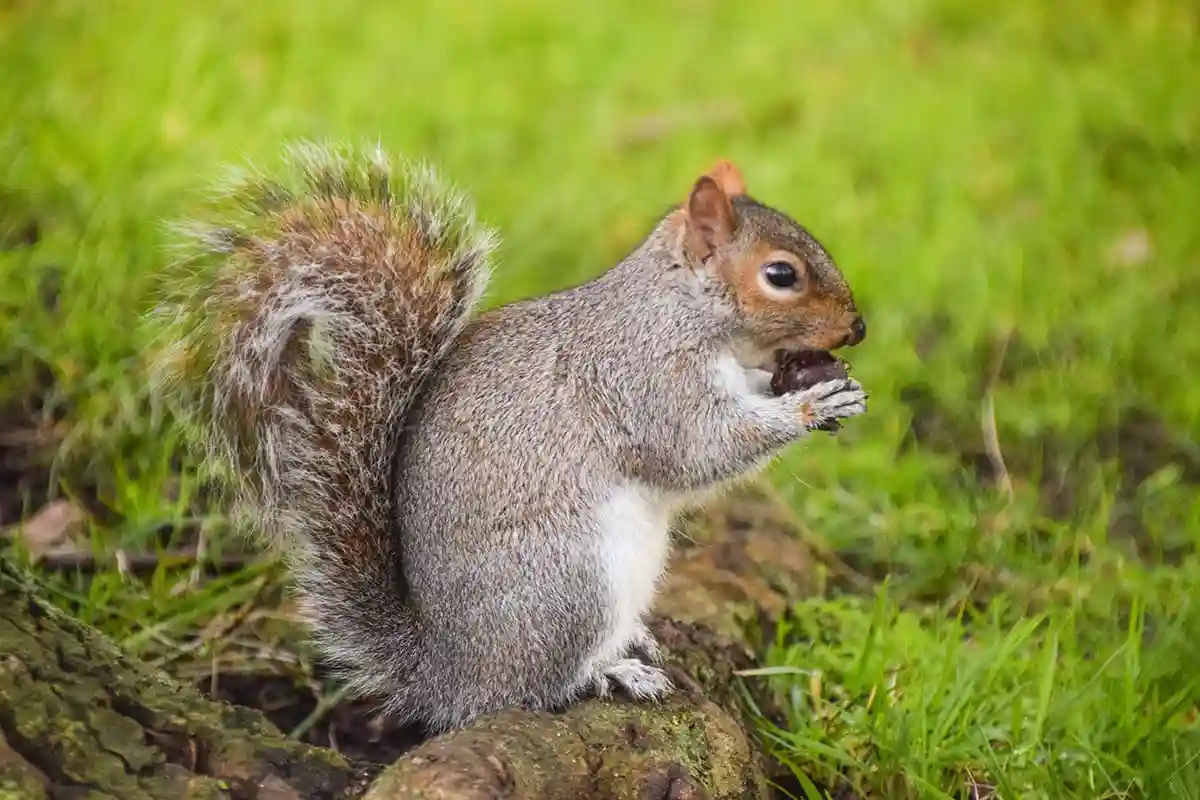 A close-up, profile shot of a fluffy grey squirrel sitting on a mossy tree root in a grassy field. The squirrel has a large, bushy, white-tipped tail curled behind it and is holding a small brown nut or acorn up to its mouth with its front paws.